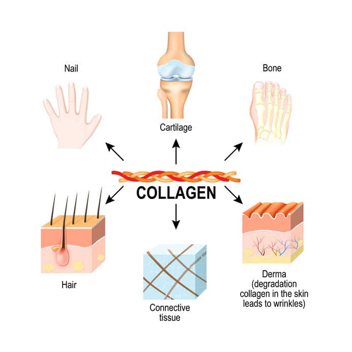 multi collagen powder uk