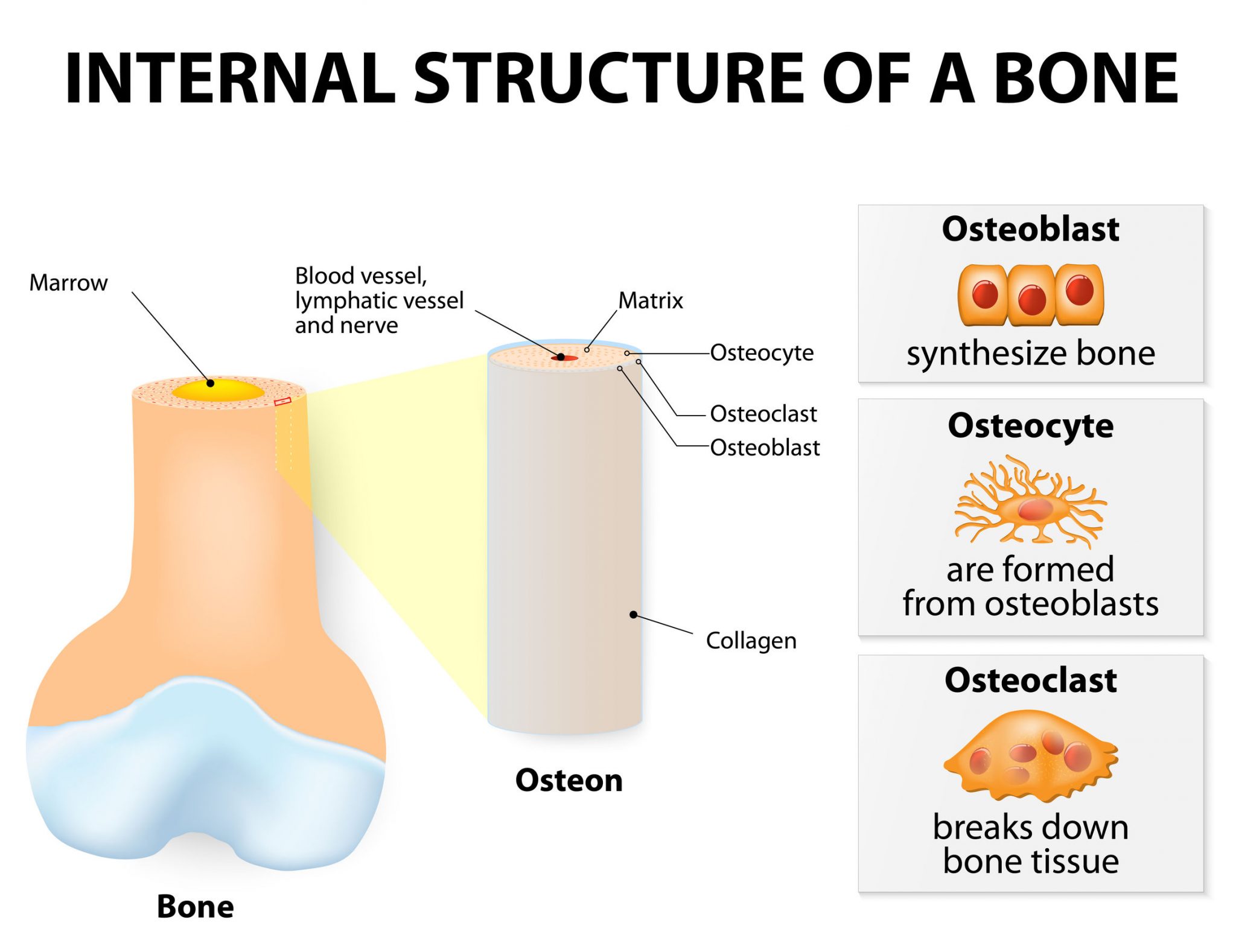 Collagen for bone and joint health