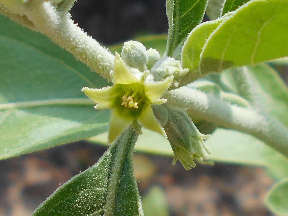 What are the benefits of ashwagandha