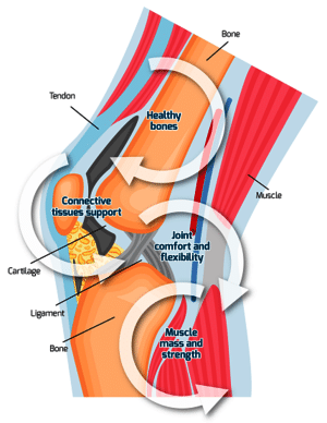 Using collagen for sports nutrition Using collagen for sports nutrition