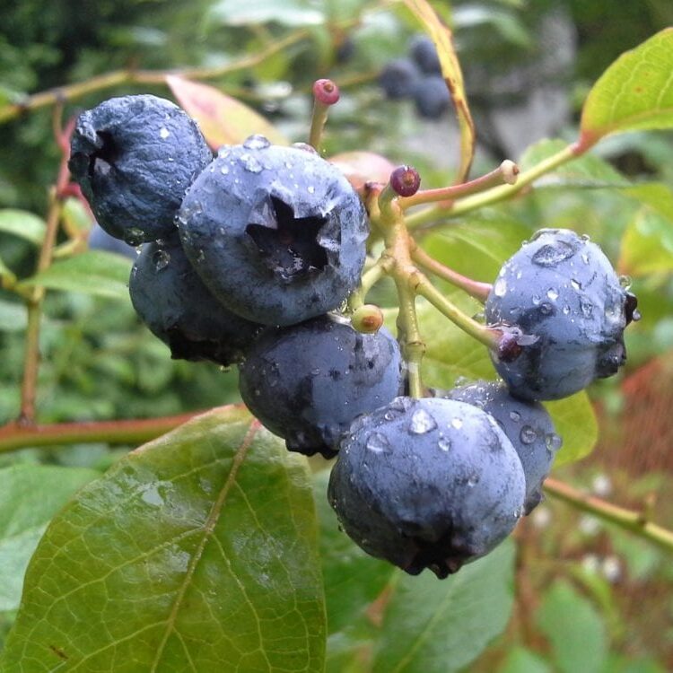 Bilberry extract has been proven to be a powerful anti-inflammatory and is commonly used to treat macular degeneration and cataracts; improve blood sugar levels (diabetes) and ease the symptoms of heart disease