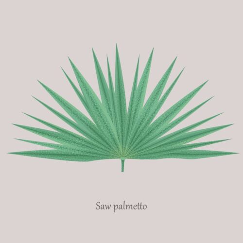 saw palmetto