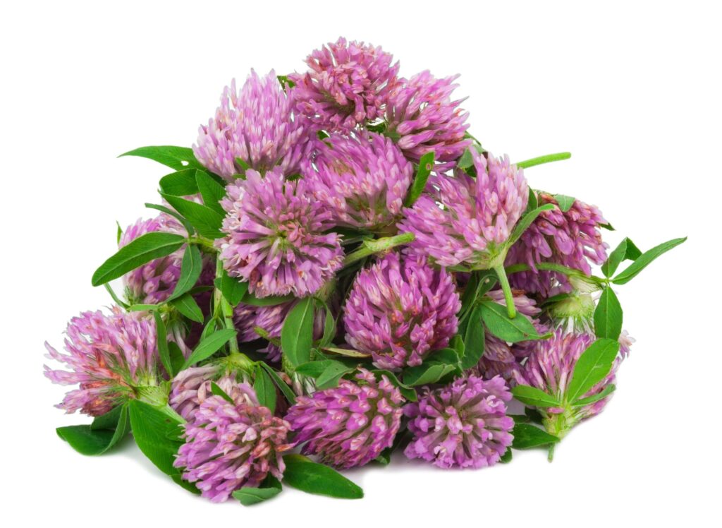 red clover menopause