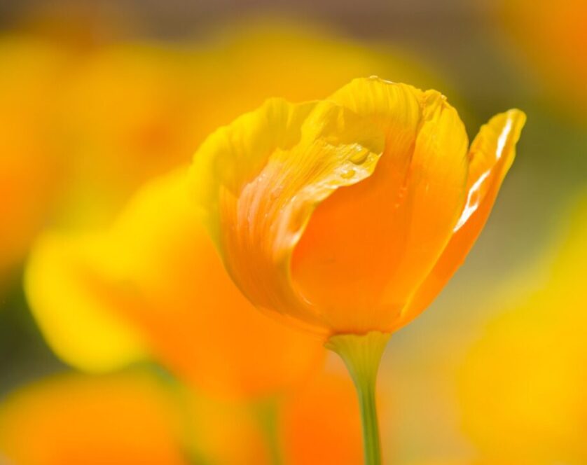 californian poppy for sleep