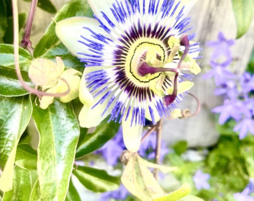 passion flower sleep tincture