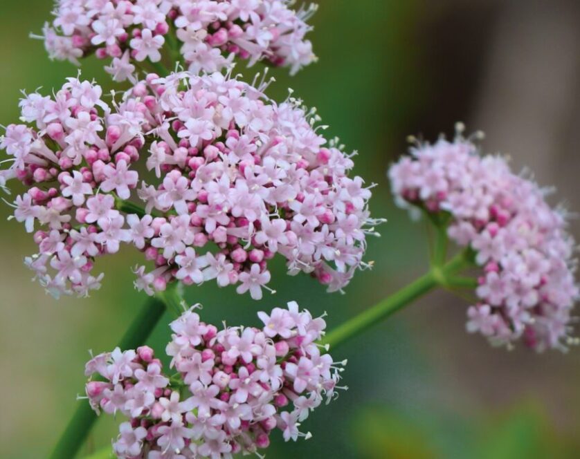 vearian flower sleep tincture