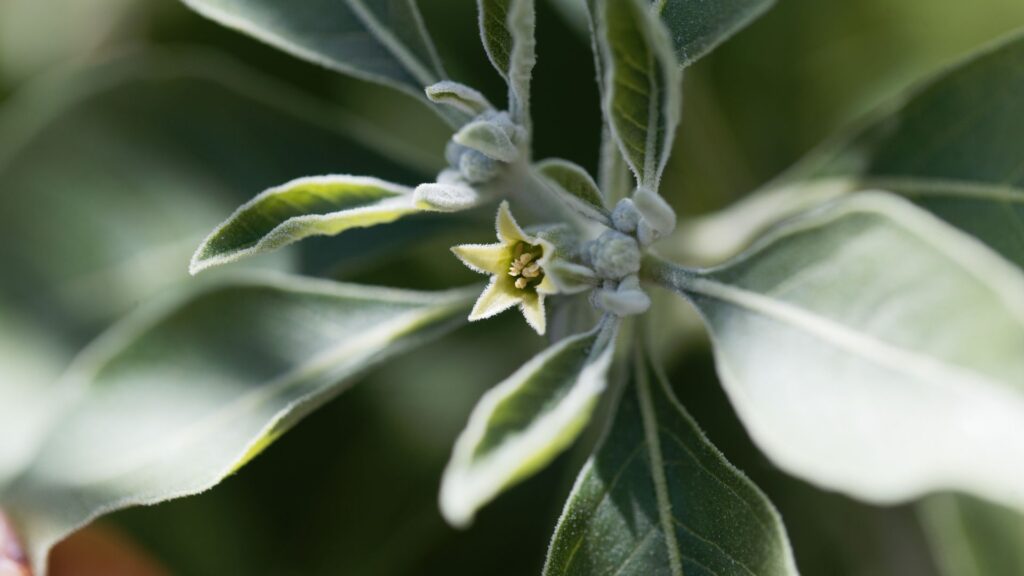 ASHWAGANHA tincture