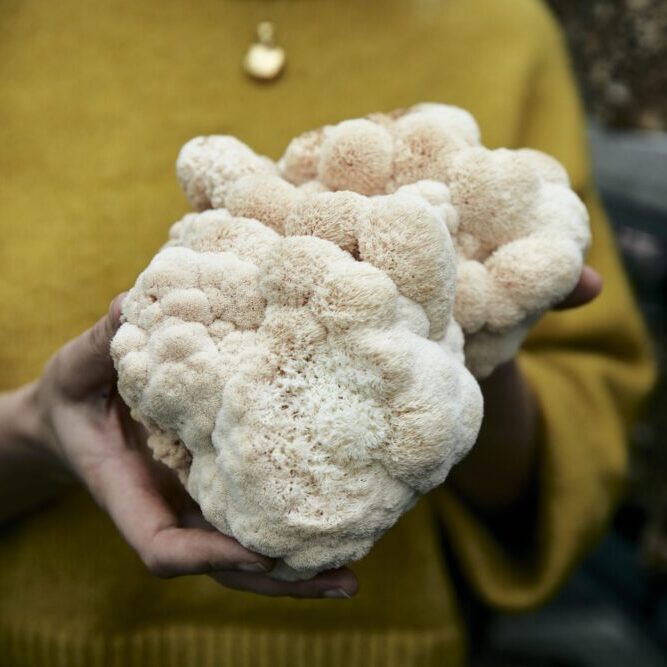 lions mane mushroom uk