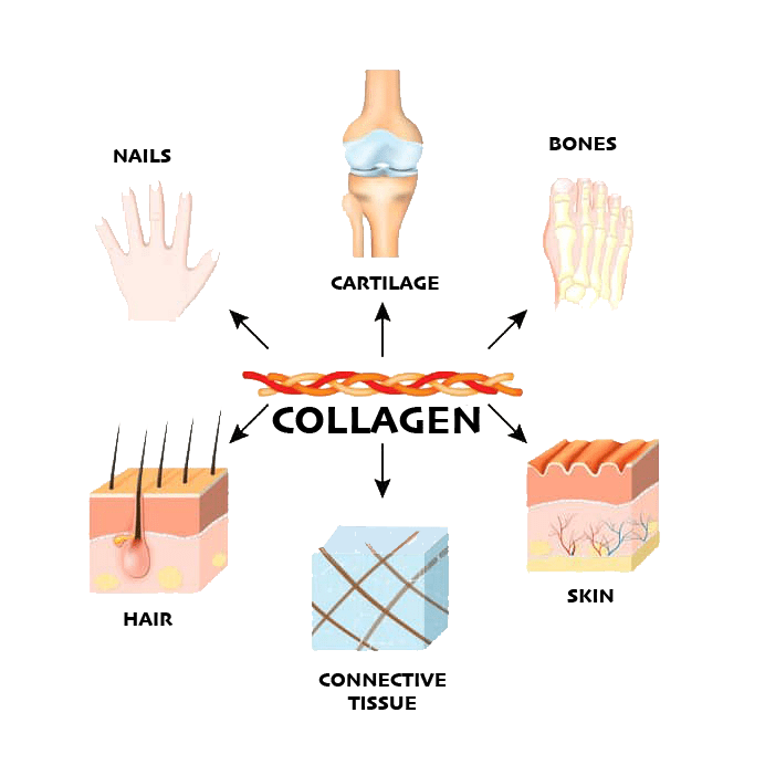 multi collagen powder UK hydrolysed collagen powder